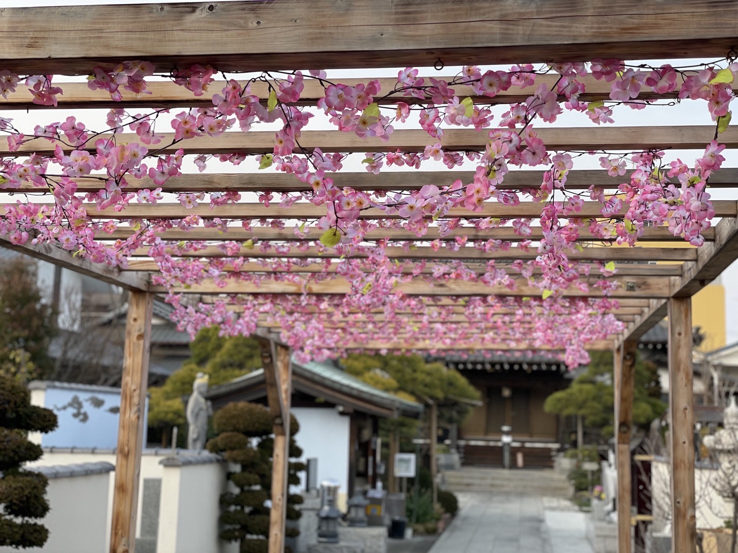城立寺の参道（春の桜）